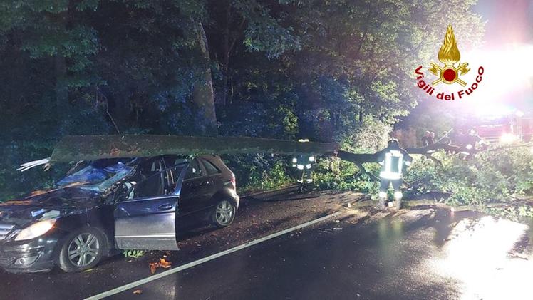 L'auto colpita dal crollo del grosso albero, provocato da un grave gesto di ignoti. Sul fatto indagano i carabinieri