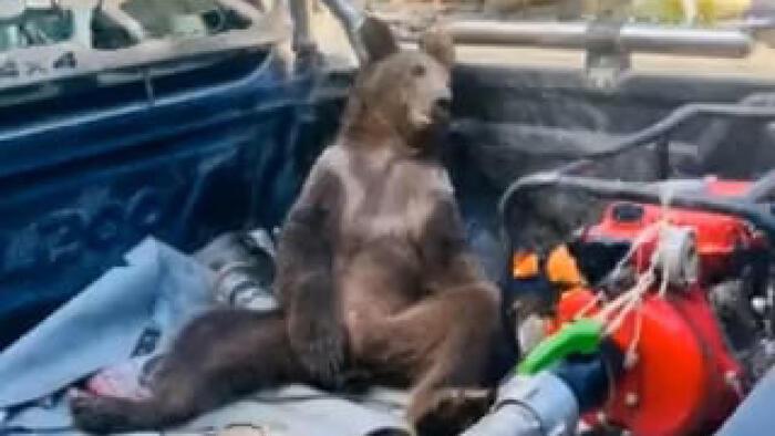Un frame del video del recupero dell'orso "ubriaco" di miele pazzo
