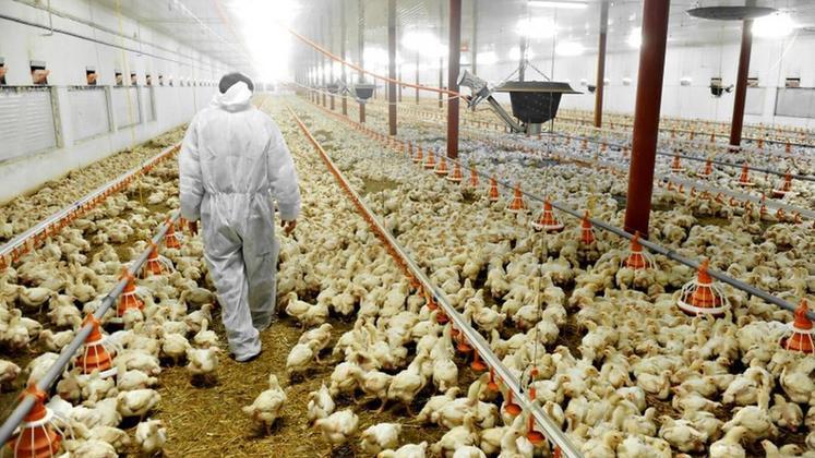 I lavoratori irregolari erano impiegati in allevamenti di polli e nei campi (foto d'archivio)