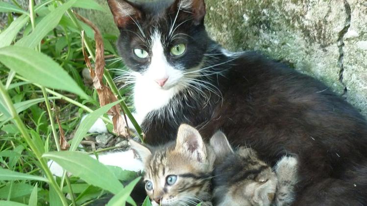 I due gattini sono nati il 5 aprile