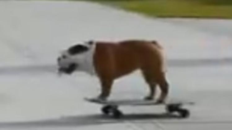 Il bulldog Tillman campione di skateboard