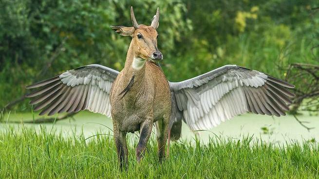L'antilope "alata" (photo JagdeepRajput)
