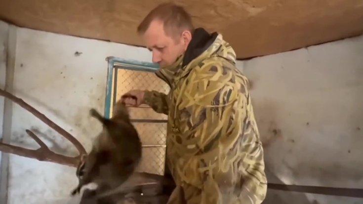 Un frame del video del procione "trasferito" da un soldato russo dallo zoo di Kherson