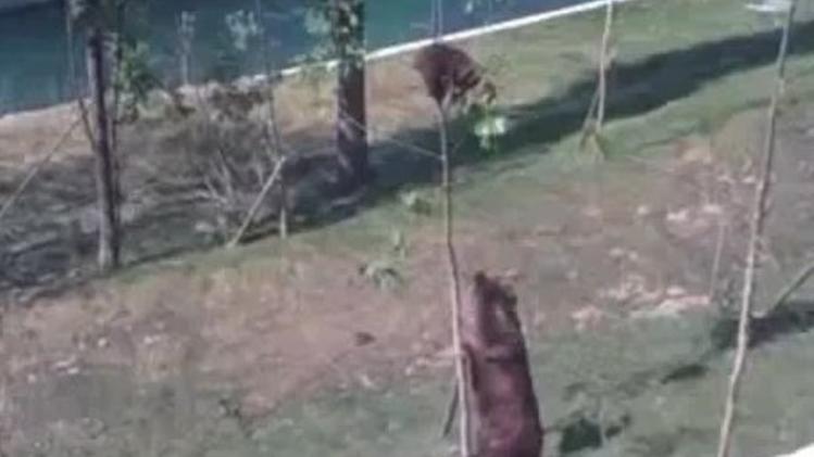 Mamma orsa cerca di riportare a terra il suo piccolo