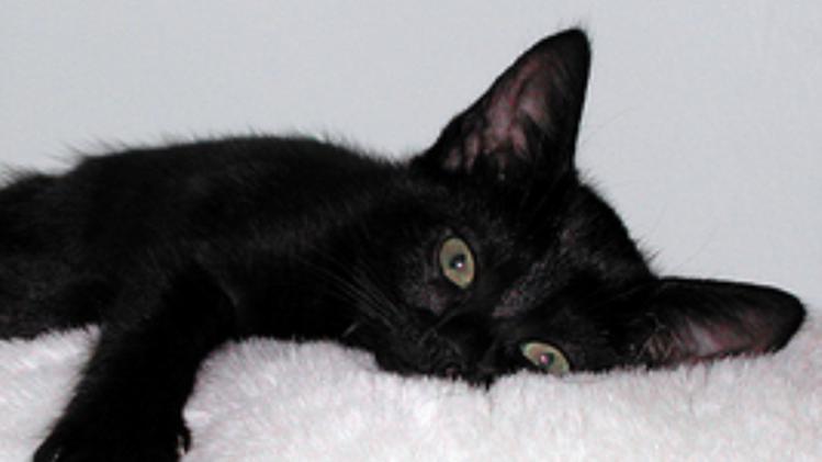 Un gattino nero come la micia di Casale in cerca di padrone