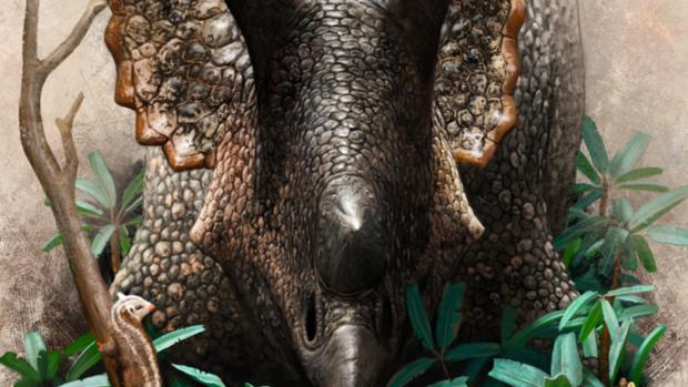 Triceratops prorsus (Foto Ansa/Henry Sharpe)