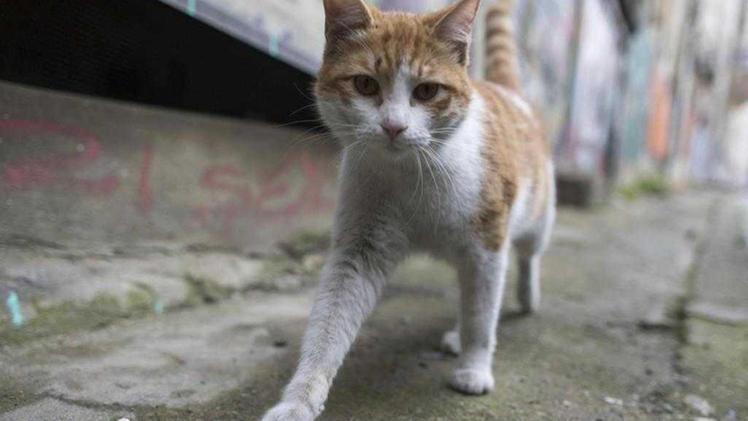 L'oasi felina di via Mantovani a Vicenza si occuperà dei gatti abbandonati