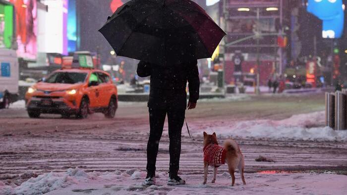Un cane a Times Square, New York (Foto ANSA)