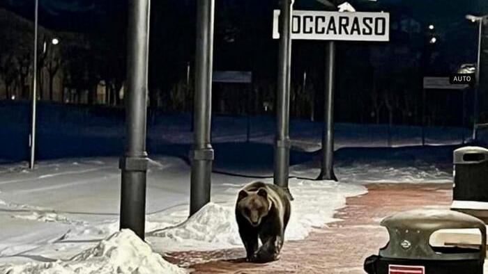 La foto dell'orso Juan Carrito alla stazione di Roccaraso che fece il giro del mondo (Foto ANSA)