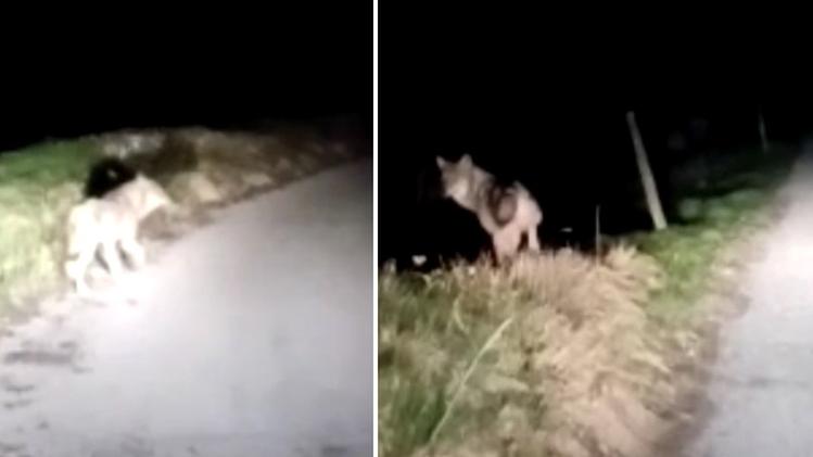 Due frame del video che immortala un lupo a Molina di Malo